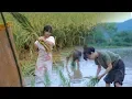 Download Lagu 月儿圆圆，稻米飘香，正逢农家收谷忙Full Moon, Fragrance of Ripe Rice, Farmers Busy Harvesting Crops | Liziqi Channel
