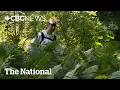 A giant toxic plant that can burn your skin is invading Canada s riverbanks