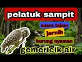 Download Lagu masteran murai batu || suara burung pelatuk sampit / pelatuk beras dengan terapi suara gemericik air