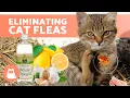 Do These HOME REMEDIES for FLEAS in CATS Work