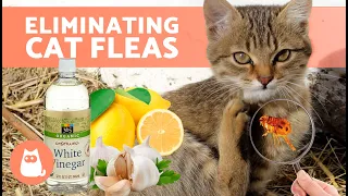 Do These HOME REMEDIES for FLEAS in CATS Work