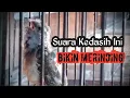 Lagu Burung Kedasih Jenis Ini Suaranya Paling Merdu!