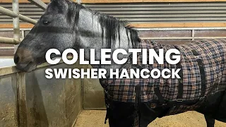 ground collection semen with our senior stallion swisher hancock