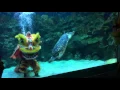 Download Lagu Underwater Lion Dance at Aquaria KLCC (CNY 2016)