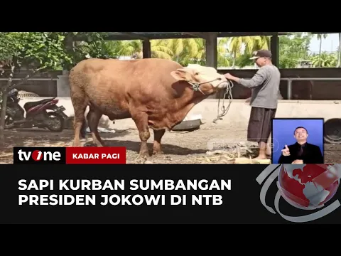 Jokowi Sumbang Sapi 1,4 Ton untuk Warga NTB