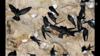 sp raja anakkan walet sedot walet yang terbang diluar gedung walet 