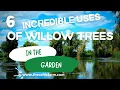 6 Incredible Uses of Willow Trees in Your Garden Transform Your Outdoor Space