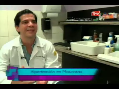 Hipertensión en mascotas