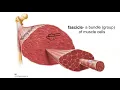 Layers of Connective Tissue in Skeletal Muscle