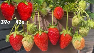 ○○を与えたら、プランターでも特大&極甘イチゴを大量に収穫できた