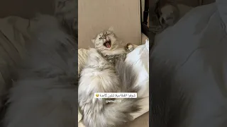      شنو هالگعدة ميلا            قطط                           ضحك  اكسبلور       دندنها