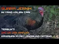 Download Lagu Suara pikat ayam hutan hijau AMPUH‼️ memanggil kawanan ayam hutan lain suara ramai dan gacor.