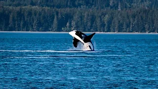 ORCAS Rare footage close to shore! Alert Bay 2023 | A&J Sailing