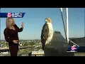 Bird helps keep eyes on morning traffic
