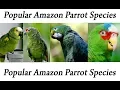 Popular Amazon Parrot Species