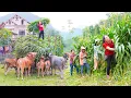 Download Lagu Use Truck To Harvesting Corn Go To Sell For Villagers as ANIMAL Feed - Daily Farm