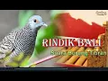 Download Lagu Merdunya Rindik Bali Terbaru Dan Suara Burung Titiran Dengan Suasana Pagi Hari Di Desa