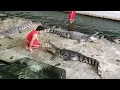 Download Lagu crocodile show thailand