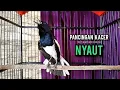 kacer gacor NGEPLONG tarung ini paling ampuh buat PANCINGAN KACER agar EMOSI NYAUT