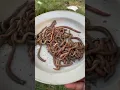 Worms 🪱