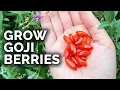 Grow Super Nutritious Goji Berries At Home