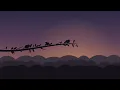 Bird Sounds 12 Hours 🐦 Relaxing Morning Birdsong for Sleep, Study & Stress Relief
