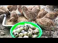 Download Lagu panen telur puyuh di aviary mini 58 - ternak puyuh umbaran