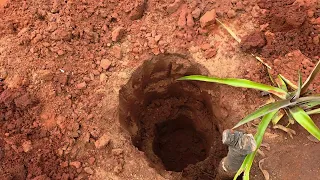 Como plantar e cultivar o coco anão