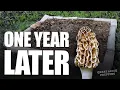 DIY Morel Spawn Bed - One Year Followup Did any mushrooms grow