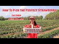 How To Pick the Perfect Strawberry - Strawberry Season is Starting