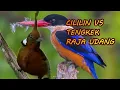 Download Lagu ISIAN PALING DICARI CILILIN VS RAJA UDANG |birds singing| |birds training|