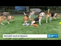Rescuers save 20 dogs