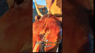 في جبال منغوليا تعلم طنطش فن الشفط اكلتك اكل طبخ Shortvideo Shorts Fypシ Viral Funny Meatlover Food 