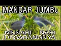 Download Lagu KAMU NANYA? BERBURU APA? BERBURU BURUNG MANDAR BIRU DI SARANGNYA