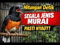 Lagu Auto Nyaut! Segala Jenis Murai Tak Bisa Diam. Gacor Instan! Murai Apa Pun Langsung Respon