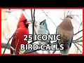 Download Lagu 25 Suara Burung yang Ikonik