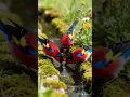 Relaxing Nature Video with Bird and Nature Sounds for Deep Relaxation - Meditation - Anxiety Relief