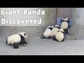 Download Lagu 【Panda Stories S01】Episode 1 Giant Panda Discovered |iPanda