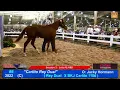 Triangle Horse Sales Day 1 Oklahoma City OK - 05