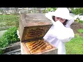 Download Lagu Traditional Japanese honey harvest. Apis cerana japonica