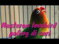 Lagu Masteran lovebird, 100% tambah durasi #lovebird durasi