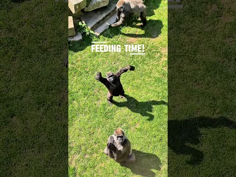Feeding time: On the Roof of a Gorilla Habitat – Part 2.