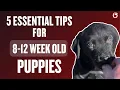 5 essential tips for 8-12 week old puppies 4k
