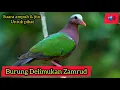 Download Lagu Suara Pikat Ampuh Burung Delimukan || Punai Tanah,#emeralddovesound #Chalcophaps indica
