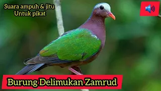 Download Suara pikat Burung delimukan/Punai tanah/Delimukan Zamrud/Common emerald dove/Chalcophaps indica MP3