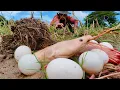 Download Lagu wow wow wow! fishing skills catch fish and pick duck eggs ln the rice field under the grass