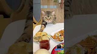 قط جائع مضحك جدا قطط مضحكة مواقف مضحكة مقاطع مضحكة فيديوهات مضحكة دموع الكوميديا 