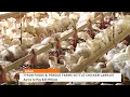 Chicken Lawsuit Settlement 090721