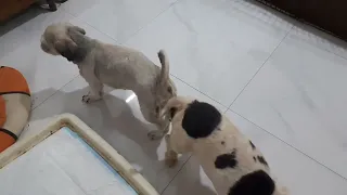 جفتگیری موفق در سگ 