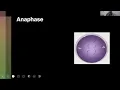 Tricky Topics Mitosis